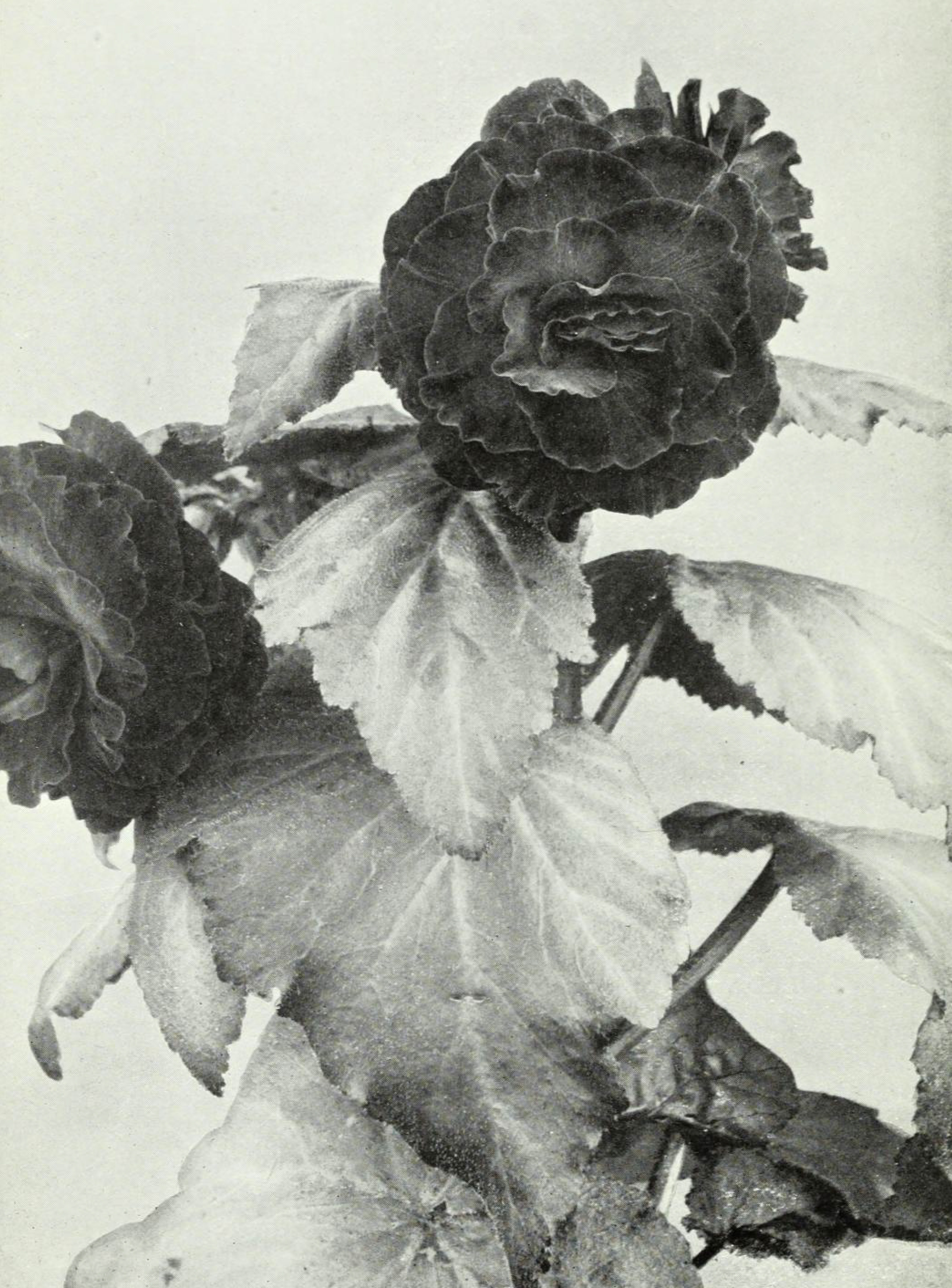 B. ‘Lord Methuen’
